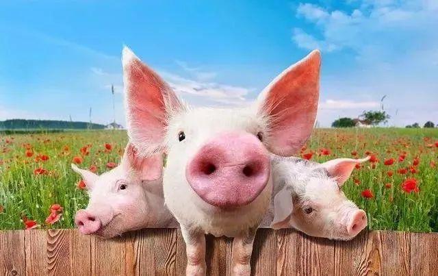 【畜牧论坛】2020年"全球缺猪",猪价大涨即将爆发