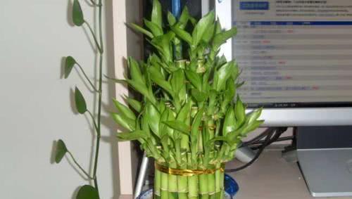 怎么养花土培 f5331030258c478f9ef01cf8d51b044e.jpeg