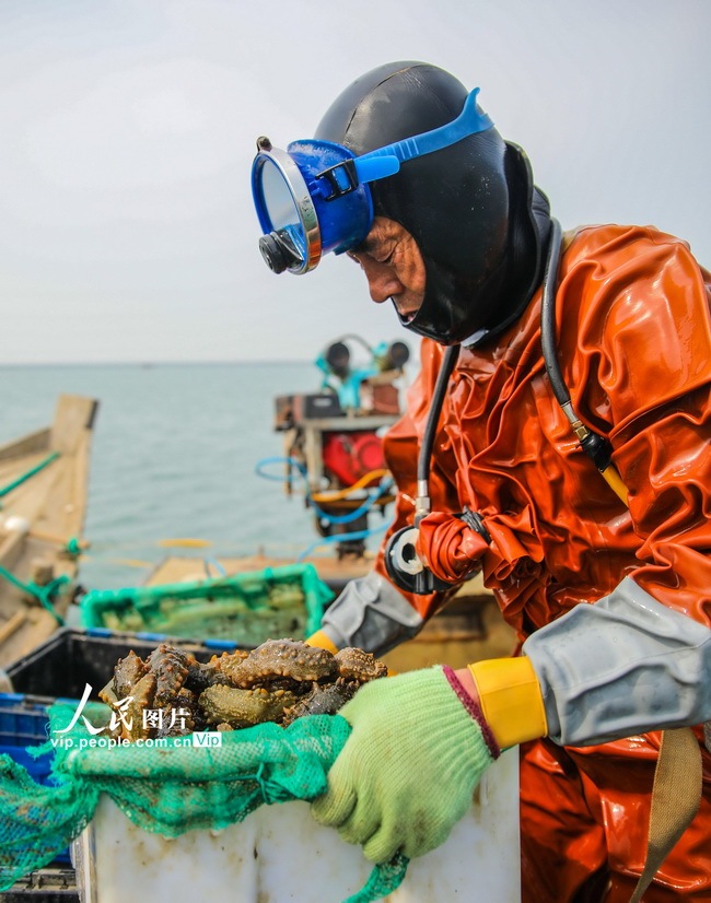 山东荣成:春参捕捞正当时_海参