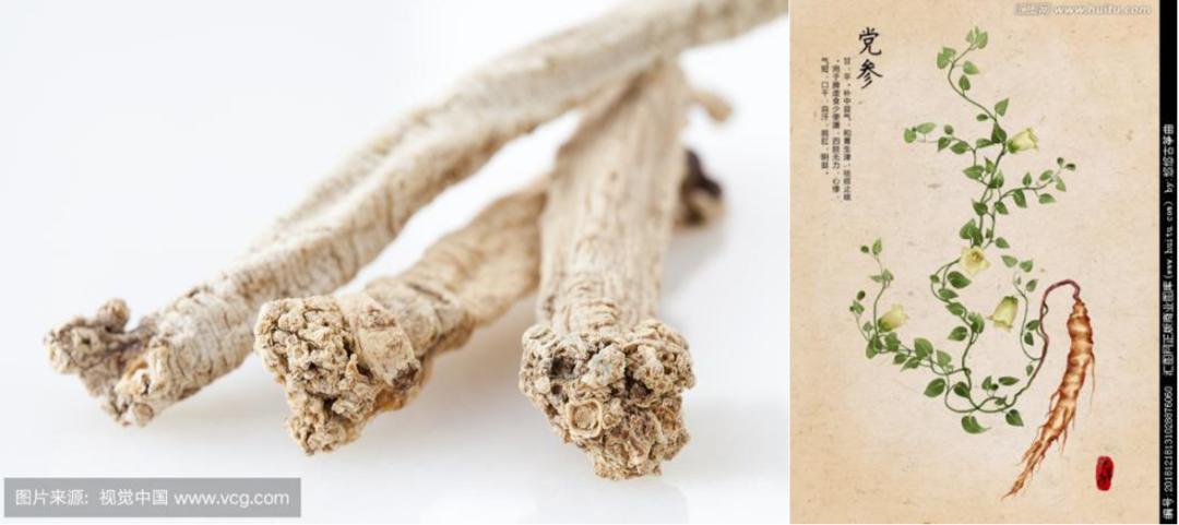 中药故事 | 防治新冠肺炎,以"参"作则(下)