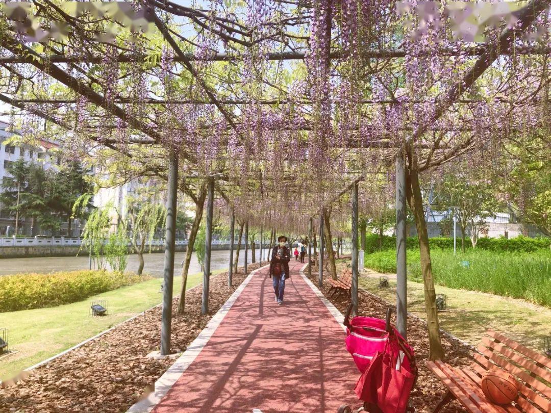上海嘉定紫藤园步入盛花期 园林资讯
