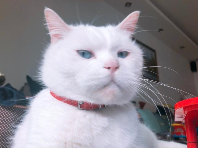 原创高冷猫咪合集!恶龙咆哮,猫咪简直就是上天送给我们的天使!