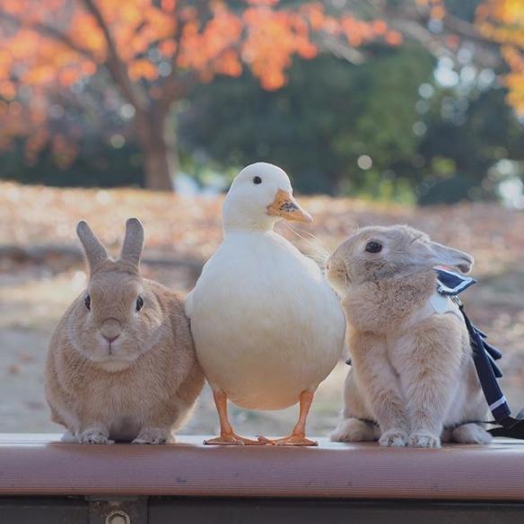 鸭兔同笼可不止数腿!日本超可爱兔子和鸭子萌照欣赏