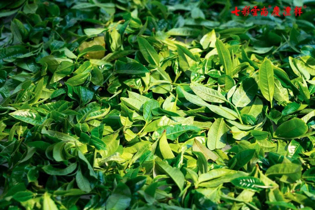 寻茶记丨你没见过的冰岛600年单株古树开采了邂逅一场极致味觉盛宴