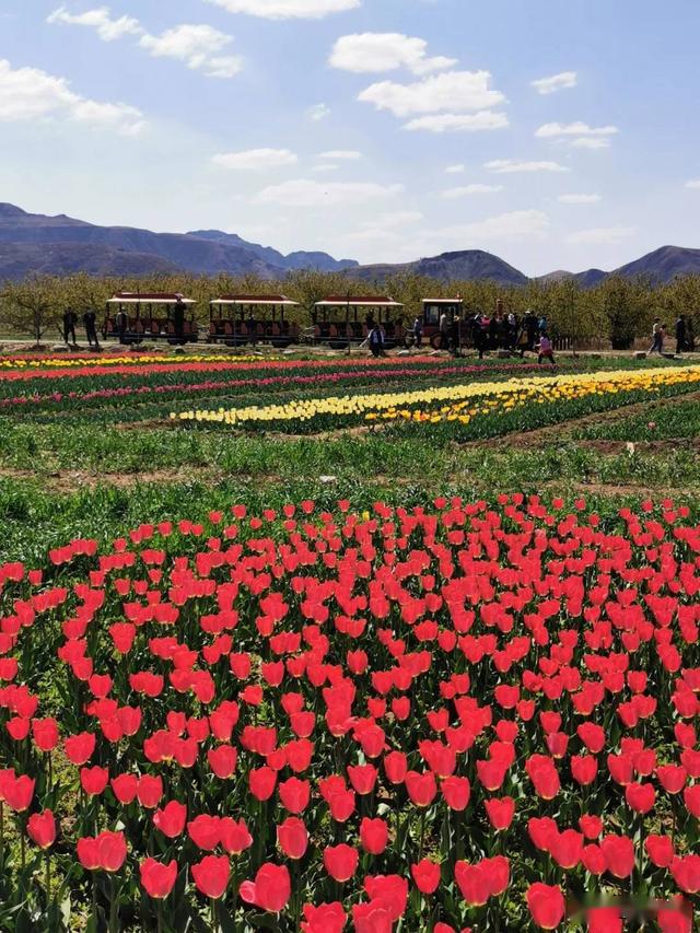 易州之春狼牙山万亩花海实景实拍田园美