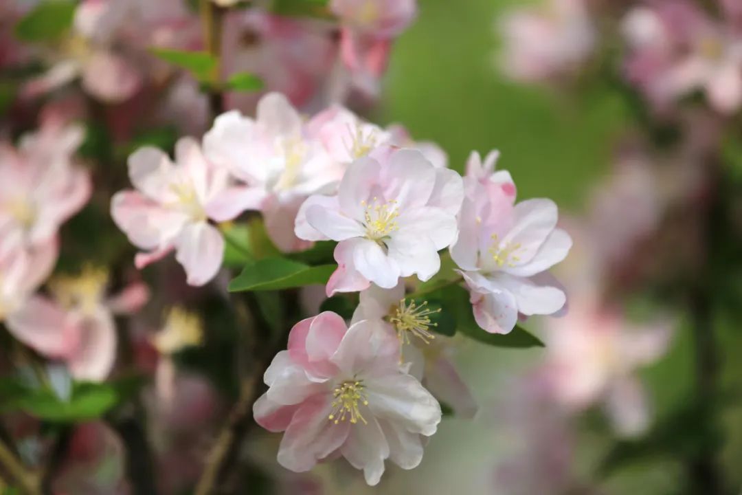 繁花似锦