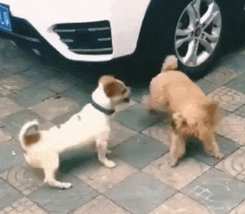 舔狗的最正确解释 256374c656734b5caf98a8debf0e4e77.gif