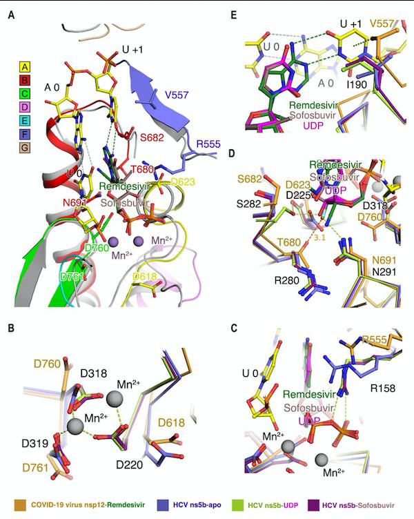 『病毒』饶子和院士团队Science新成果揭晓瑞德西韦作用靶点的结构瑞德西韦治疗新冠首份临床研究公布