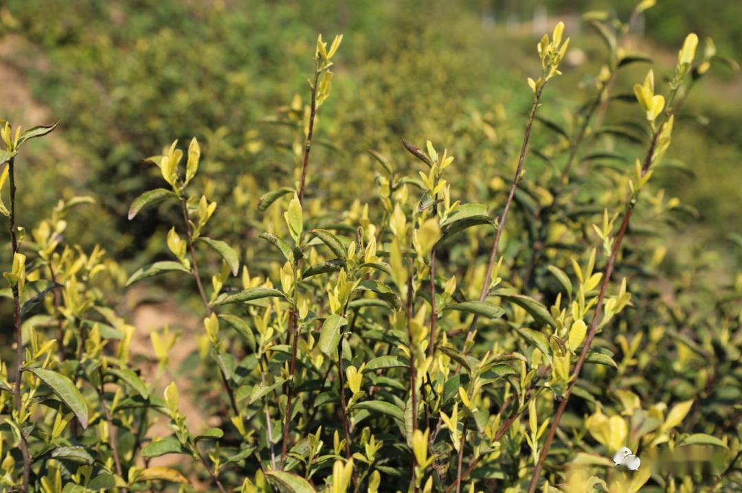 投资3000多万元, 挖山种茶,建成黄金茶茶园2700亩