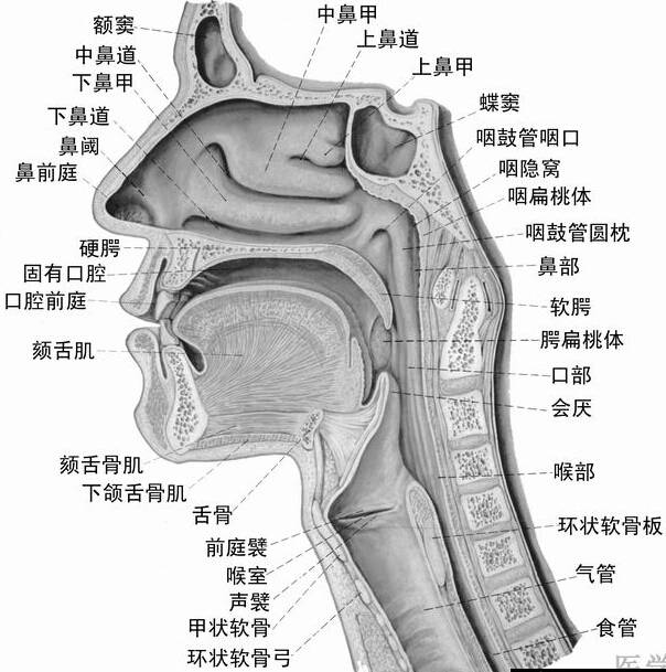 鼻腔,口腔,咽和喉的正中矢状面 解剖图片