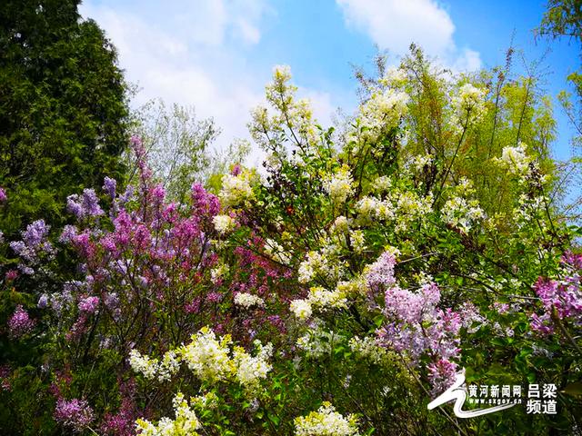 遇见春天 四月的吕梁市区公园_丁香花