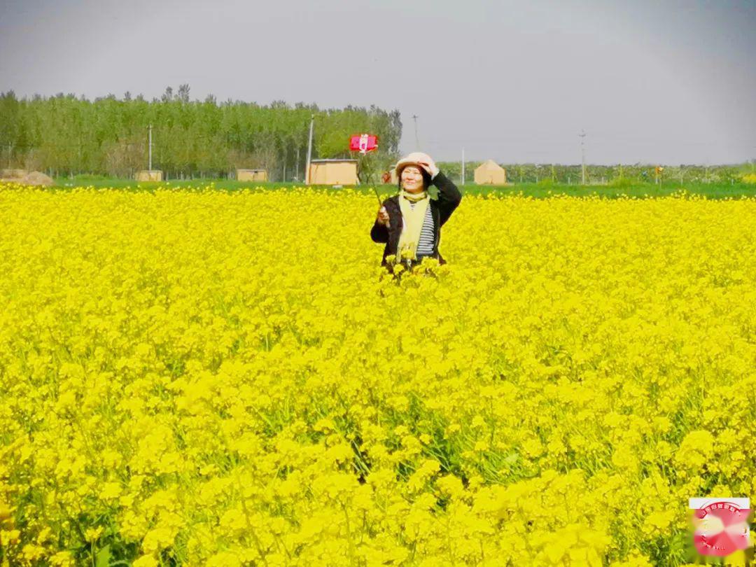 综合-平陵古城-全渔宴-黄河西瓜镇-东城油菜花海1日游招募(专项补贴)