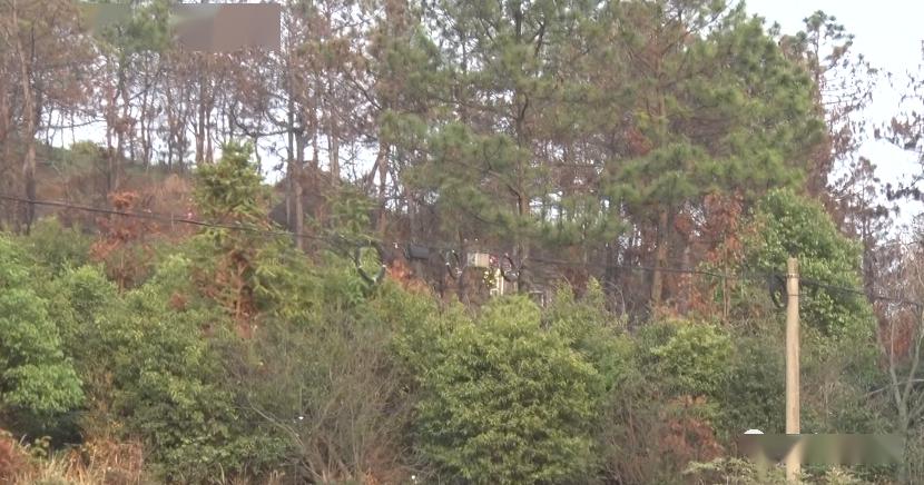 鹅耳枥是什么样子 3e6f57aa54414735965430c8d87bc17e.jpeg