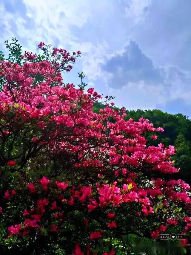 19鸡冠山赏野生杜鹃花海一天活动(周日