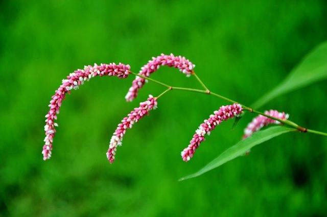 辣蓼草能吃吗 51a84aeea8a14673bb4713841119fc2f.jpeg