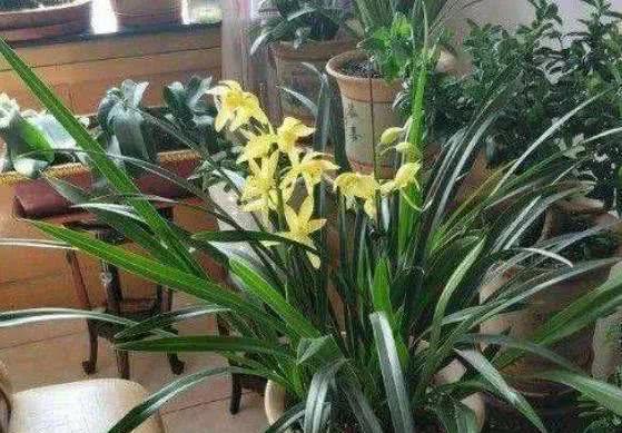 兰花如何换盆根部腐烂 5703792409e44fdaa15d14fa280d3255.jpeg