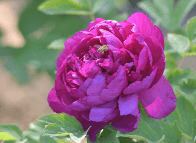 【天游在线娱乐】最美牡丹花海在这里!4月24日起赏国色天香!