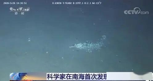 鲸落万物生曲谱_一鲸落万物生图片