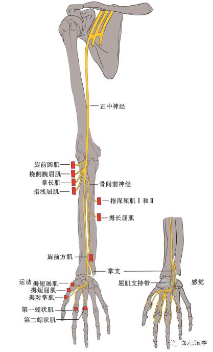 正中神经卡压与解剖学分析