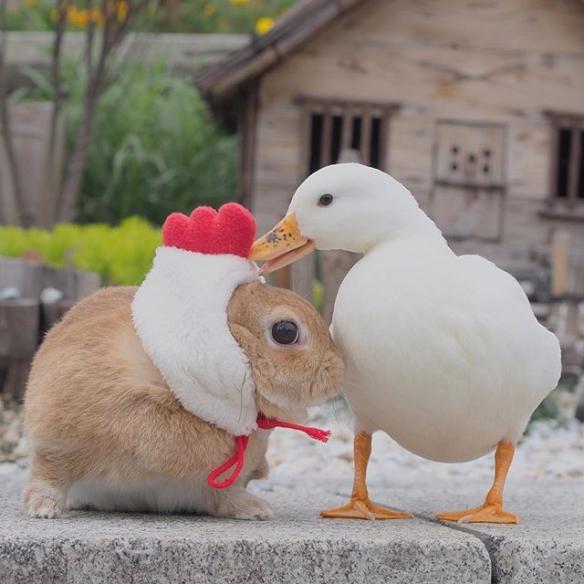 鸭兔同笼可不止数腿!日本超可爱兔子和鸭子萌照欣赏