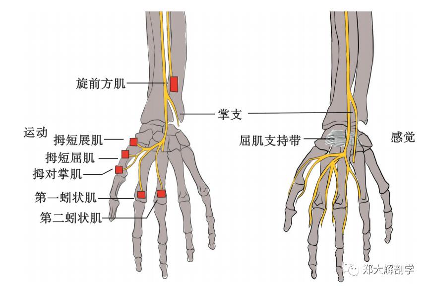 (一)运动支配与查体正中神经支配多数前臂和手部肌肉,控制前臂旋前