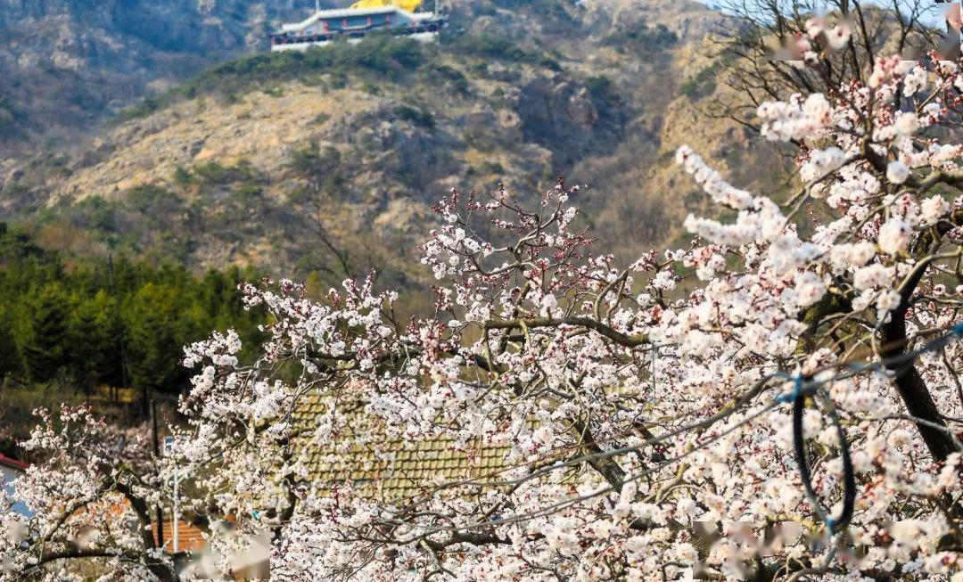 一夜春风,大孤山千株杏梅花开!30张图看醉了