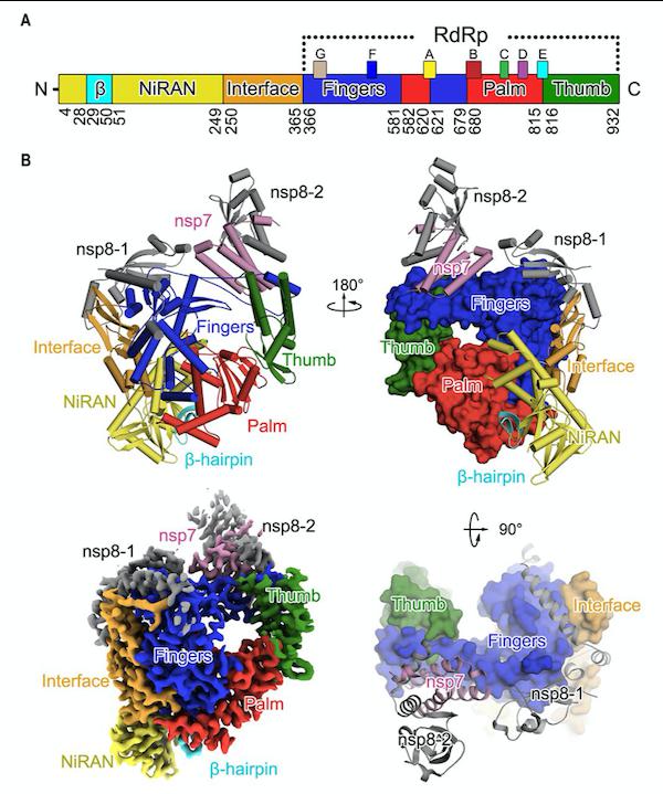 『病毒』饶子和院士团队Science新成果揭晓瑞德西韦作用靶点的结构瑞德西韦治疗新冠首份临床研究公布