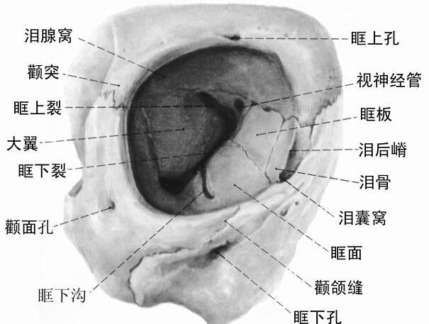 眼眶(前面观)   解剖图片