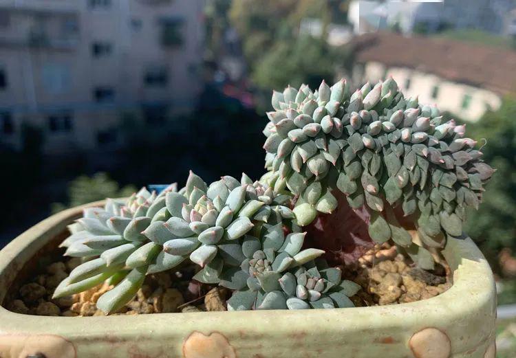 莱恩小精灵缀