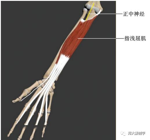腕管腕横韧带与腕骨(由钩骨,头骨,大多角骨,小多角骨等组成)构成骨一