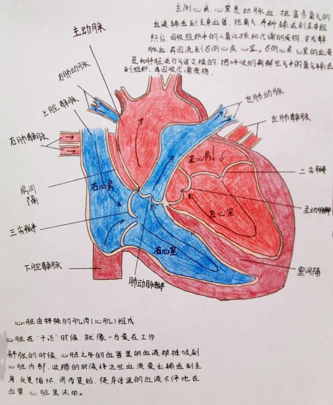 哦对了,我还有个团队——  心血管系统,是由我(心脏),每一层动脉