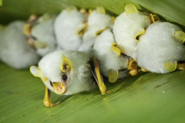 医学■暗黑医疗：古代医学中的蝙蝠入药，