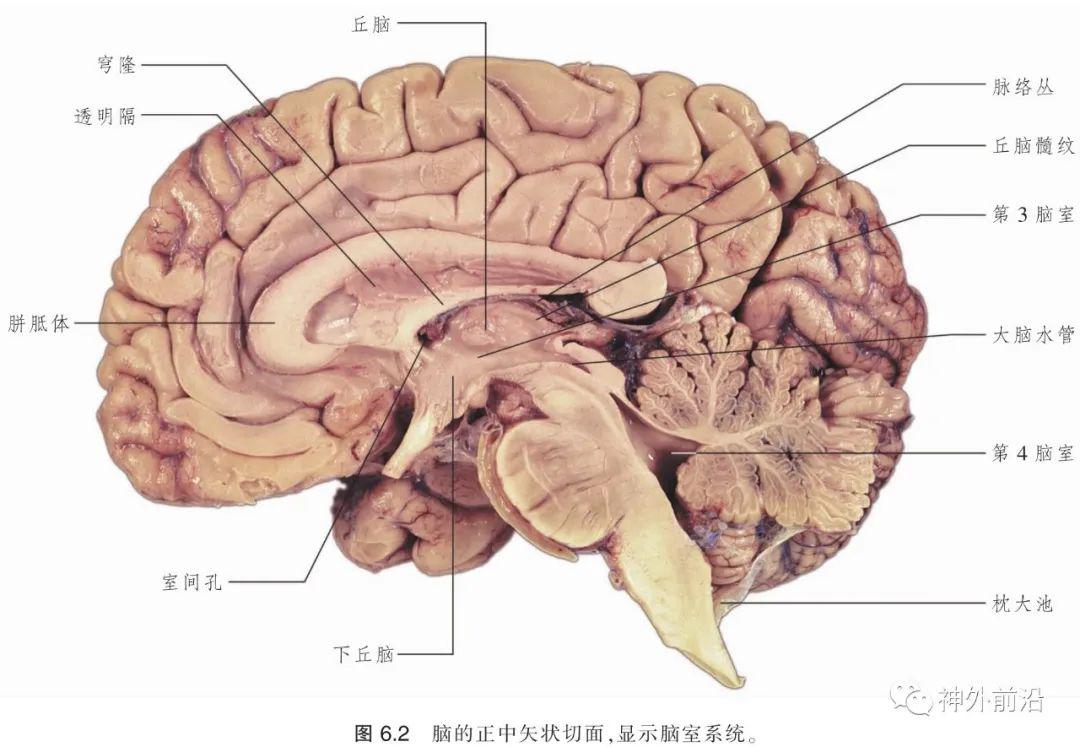 解剖资料 | 脑室系统的局部解剖和脑脊液