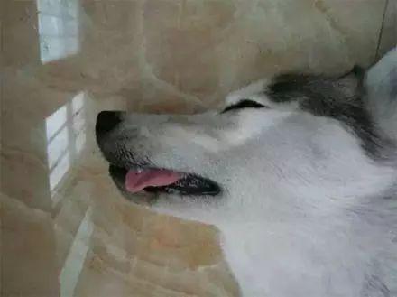 二哈舌头都吐出来了.陷入昏睡状态