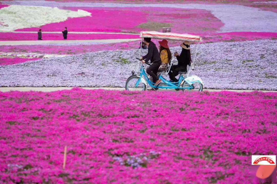 2020年4月18-19日追风行者自驾日照花仙子-青山茶乡-无极鬼谷-东夷