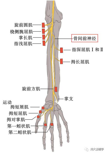 无力,但无疼痛,患者存在指深屈肌(第二,三指),拇长屈肌和旋前方肌无力