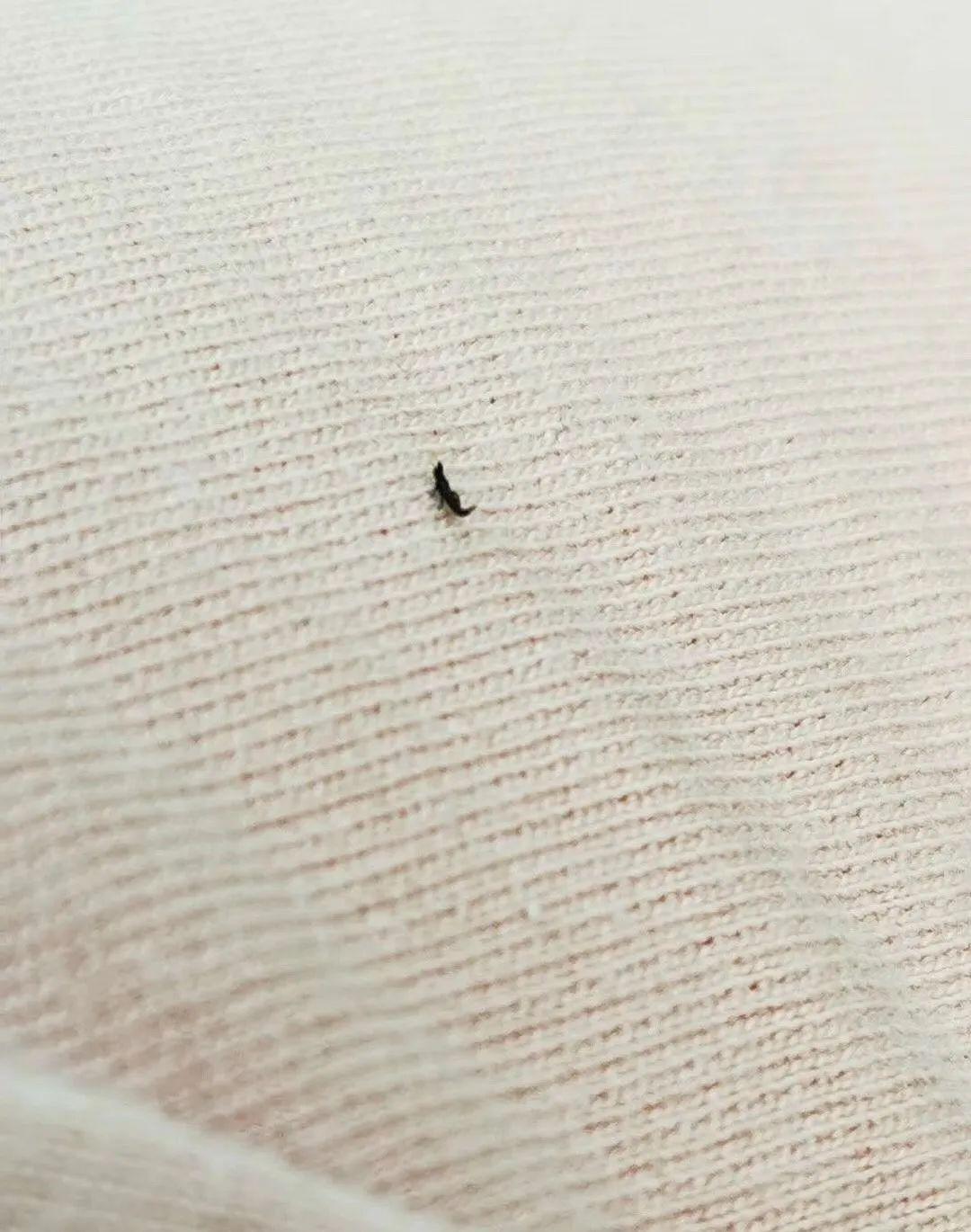 黑色咬人会飞的虫子是什么虫子？(见图片）_百度知道