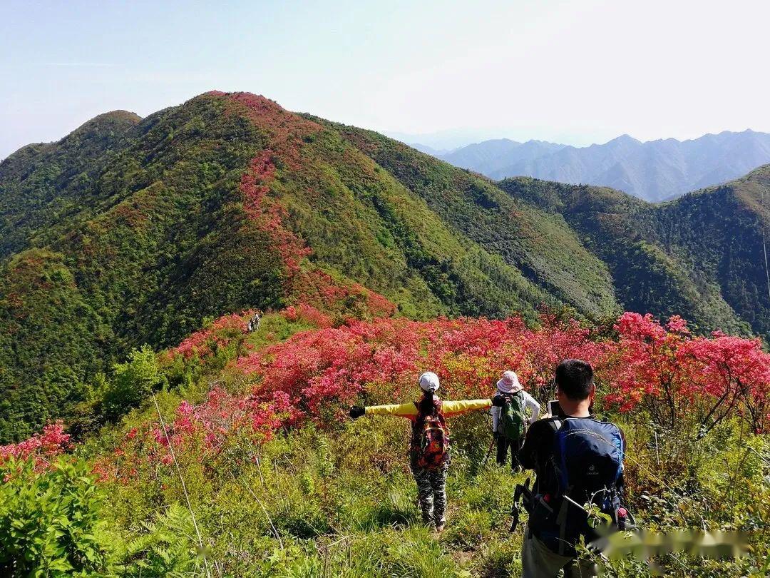 休闲徒步419春光易逝徒步石笕古道花海线赏驴道最美的春天