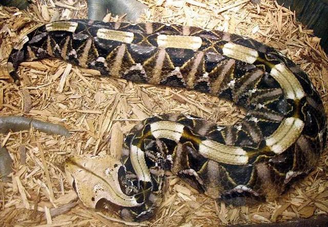 拥有世界最长毒牙的毒蛇加蓬蝰蛇