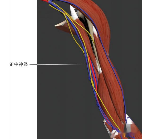 在前臂近端穿过肱二头肌腱膜,正中神经并不支配任何上臂肌肉