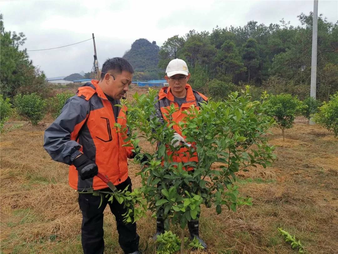 柑橘幼树,结果树怎么剪?这些修剪技巧都掌握了吗?