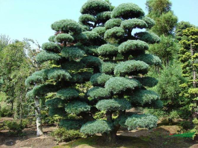 庭院景观树推荐