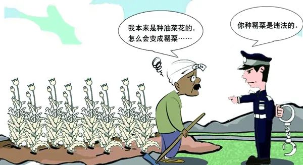 要不得眉山村民因喜爱罂粟花的高颜值非法种植上百株