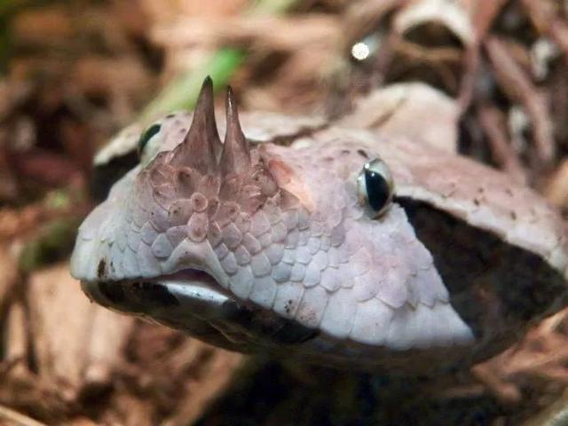 拥有世界最长毒牙的毒蛇加蓬蝰蛇