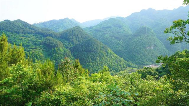 黄平发展林下经济助25万贫困人口脱贫