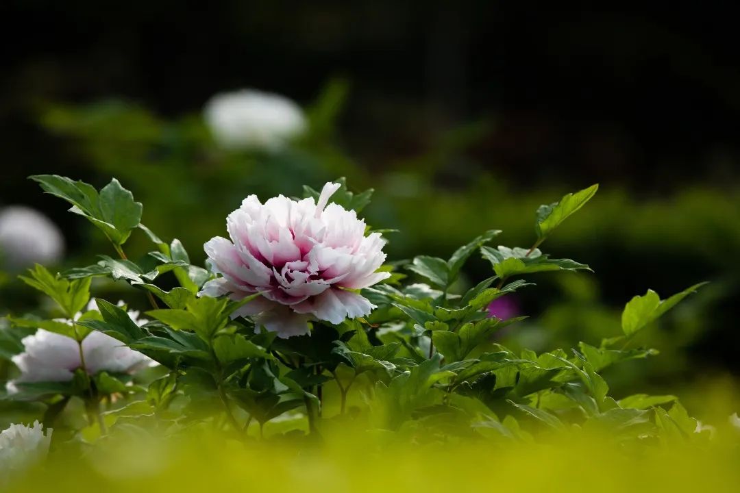 牡丹季平顶山博物馆牡丹节摄影大赛第四期摄影作品