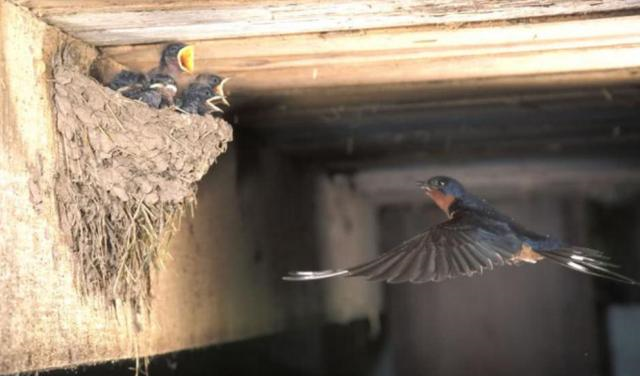 为什么燕子从来不进穷人家？专家一句话道出原因，难怪越来越富