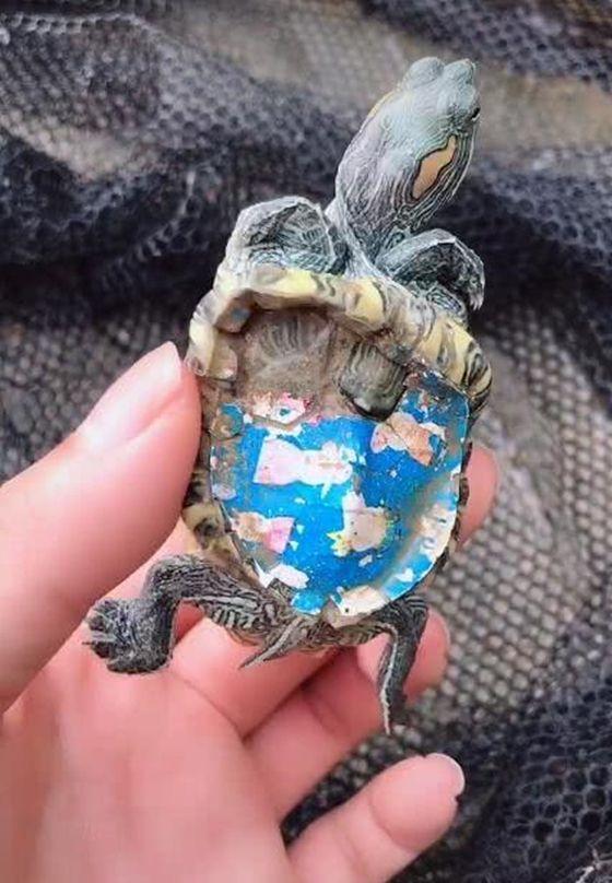 原来这只所谓的彩龟是被人为涂上染料,而这些染料竟把乌龟的外壳腐蚀
