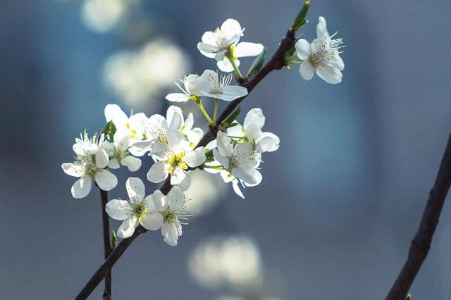 人间一树梨花白:梨花,尘世间的白月光