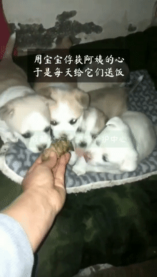 "喂不熟"的流浪狗,突然不再怕人,原来是为救自己的孩子啊!